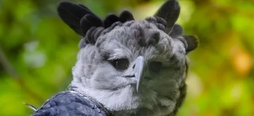 Un couple de harpies féroces s’installe au Zoo de Beauval (photos)