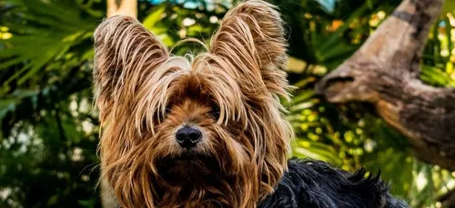 Recalé d’un hôtel, il jette son chien dans une poubelle à...