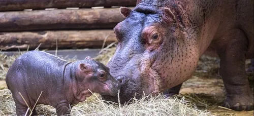 De nombreuses naissances à Beauval ces dernières semaines !