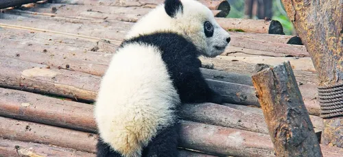 Beauval : le bébé panda sera visible dès demain !