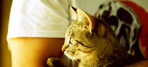 Tours : l’émouvante lettre d’une petite fille qui a perdu son chat