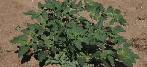 Une famille en réanimation après avoir ingéré du datura