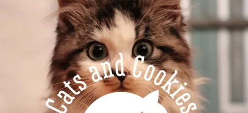 Venez découvrir le premier bar à chats d'Angers