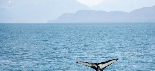 Une baleine filmée au large d’une plage française par un touriste...