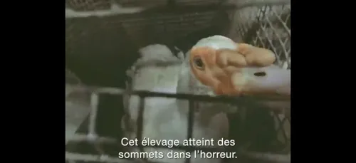 Foie gras : « le pire élevage" du Sud-ouest filmé par L214 est mis...