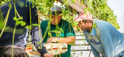 Maine-et-Loire : les saisonniers ont répondu présents !