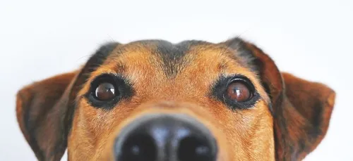 Des chiens renifleurs pour détecter le Covid-19 ?