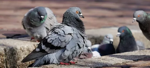 Absente 5 mois de chez elle, les pigeons détruisent son appartement...