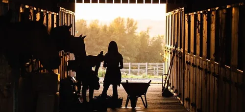 Chevaux mutilés : un numéro vert pour les propriétaires