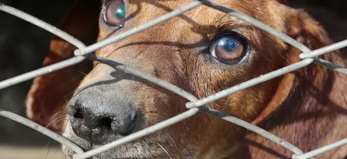 SPA de Cholet : un chat tué et deux chiens volés