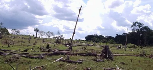 Casino mis en demeure pour déforestation illégale