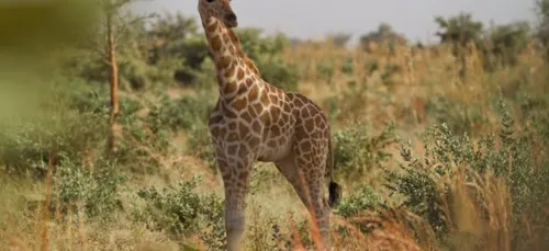 Le Bioparc de Doué-la-Fontaine se mobilise pour créer une pépinière...