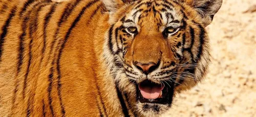 Ils pensent acheter un chat, ils adoptent en réalité un tigre