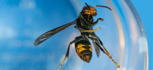 En colère, un apiculteur dépose un nid de 1500 frelons asiatiques...