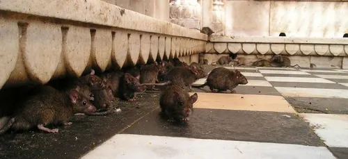 Le trottoir s'effondre, il tombe dans un trou rempli de rats en...