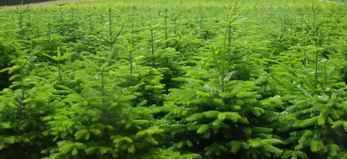 La vente de sapin de Noël autorisée dès ce vendredi