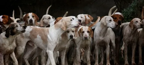 Indre : des chiens de chasse fauchés sur l’autoroute A20