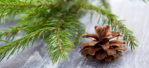 Orléans : des points de collecte installés pour les sapins de Noël