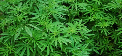 Consultation citoyenne sur le cannabis : 80% des réponses en faveur...