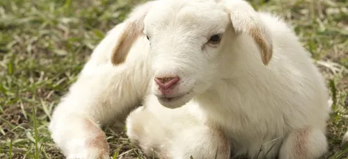 La ferme pédagogique Agri’Kids de Jarzé cartonne pendant les...