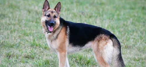 Maine-et-Loire : une fillette de 6 ans tuée par un berger allemand