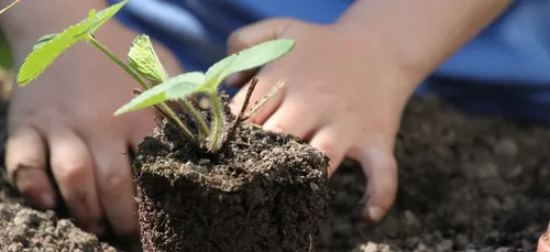 Angers : le jardinage pendant le confinement avec l’aide d’un coach...
