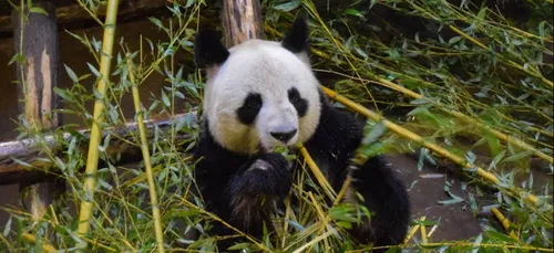 Le ZooParc de Beauval prêt pour sa réouverture le 25 mai