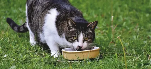 Le « délicieux pâté » de ce couple était en réalité de la...