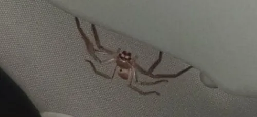 Un homme provoque (presque) un accident à cause d’une grosse...