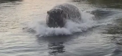 Des touristes chassés par un hippopotame agressif sur un fleuve...