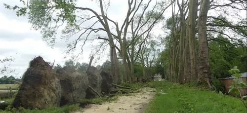Indre-et-Loire : l’allée de platanes du Château de Gizeux détruite