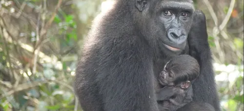 Une gorille du zoo de Beauval réintroduite au Gabon donne naissance...