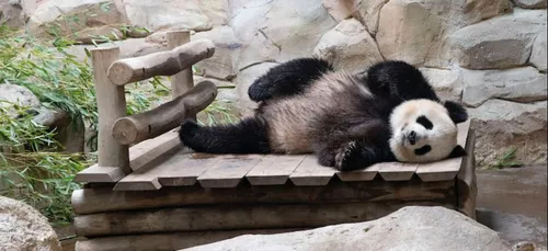 Bébé panda à Beauval ? Encore quelques semaines de suspense…