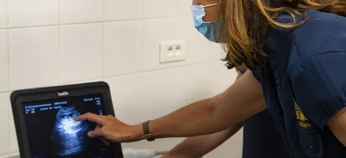 ZooParc de Beauval : la femelle panda Huan Huan attend des jumeaux