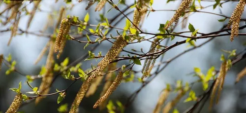 Allergies : attention cette semaine !