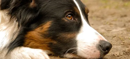 Segré : un homme jugé pour avoir frappé son chien