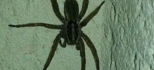 Charente : stupeur de plusieurs personnes après avoir croisé...