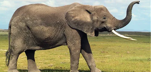 Elephant Haven : des éléphants débarquent dans le Limousin !
