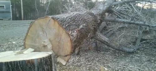 Angers : 1300 arbres abattus