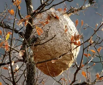 Indre : sept personnes attaquées par des frelons