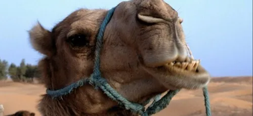 Loiret : un dromadaire tué par deux balles