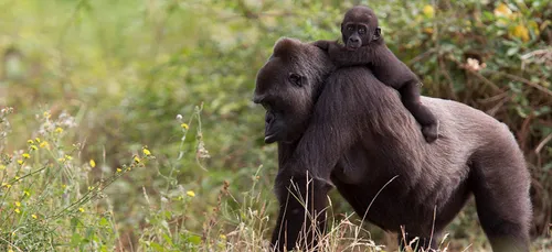 Vallée des singes : naissance d’un bébé gorille !