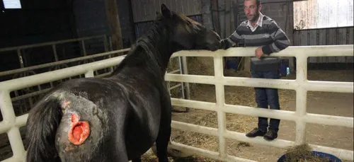 Charente-Maritime : des juments visées par des coups de feu