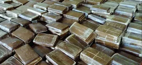 Record : 1 200 kg de cannabis saisis dans le Loiret