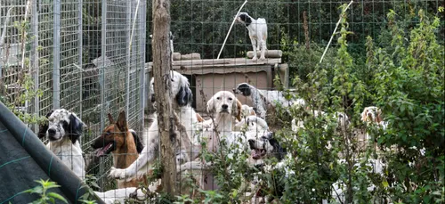Deux-Sèvres : une soixantaine de chiens maltraités ont été sauvés
