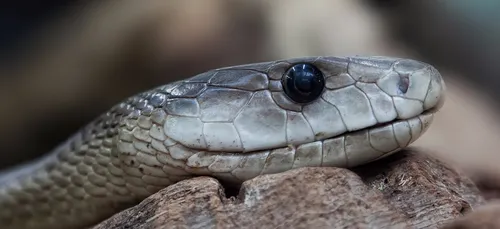 Top 3 des animaux dangereux en France