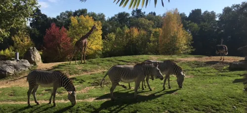 Le zoo de Beauval recrute 300 personnes