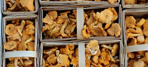 Hausse inquiétante des intoxications graves liées aux champignons
