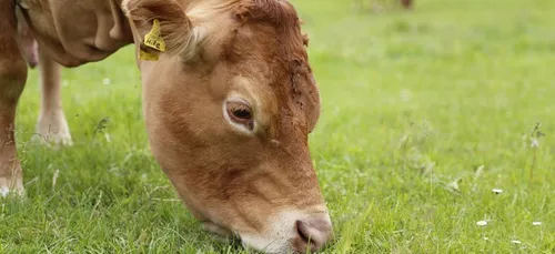 Limoges : une vache limousine sur le toit de l’Europe