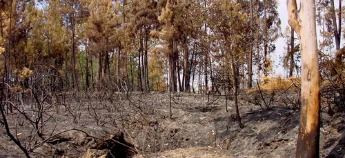 Orléans : ils se mobilisent pour les victimes des incendies au...